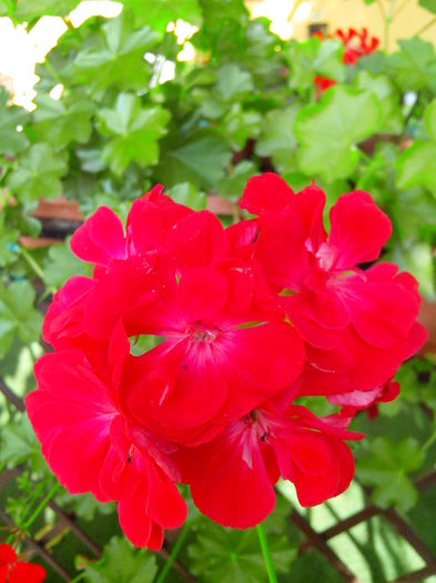 IMG_20150619_184415