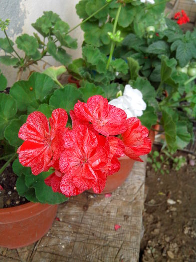 IMG_20150619_185757