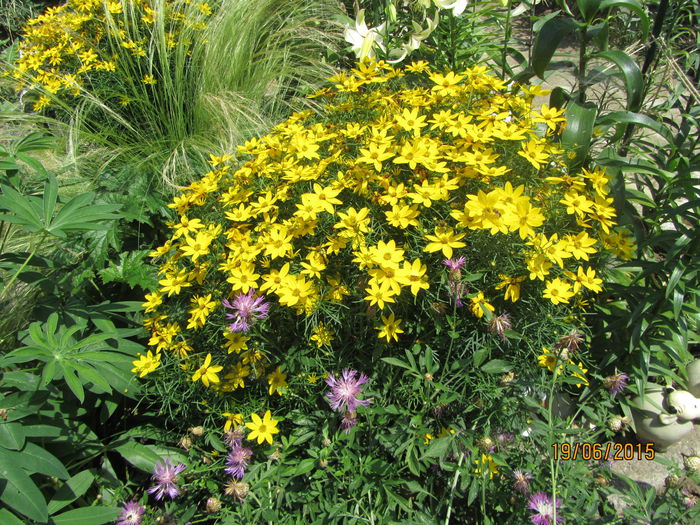 Coreopsis verticilata zagreb