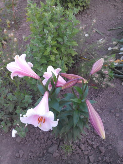 IMG_20150620_203319 - cale si crini 2015