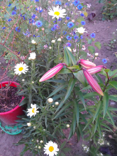 crini si margarete - cale si crini 2015