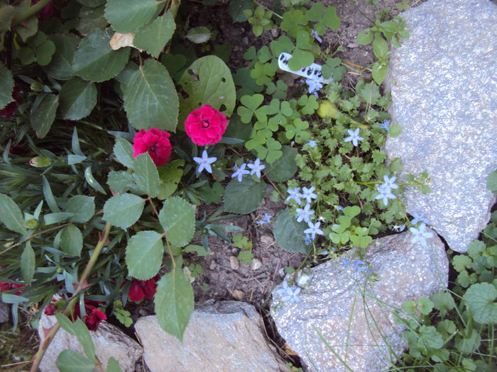 DSC09229 - 2015 Gradina