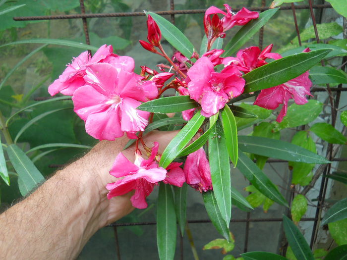 Italia - Flori apartament