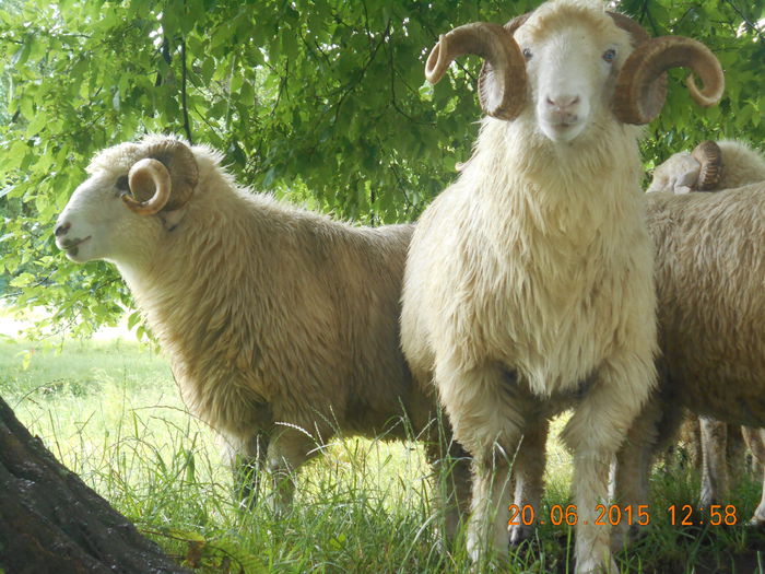 Picture 366 - Berbeci 2o14-2015