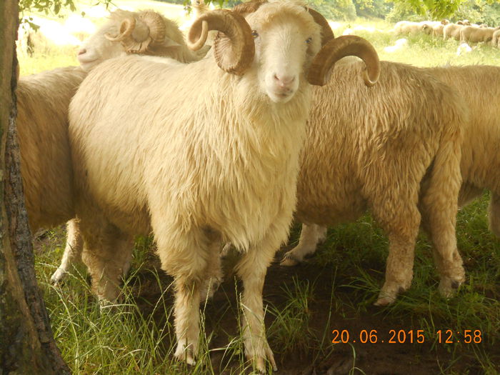 Picture 367 - Berbeci 2o14-2015