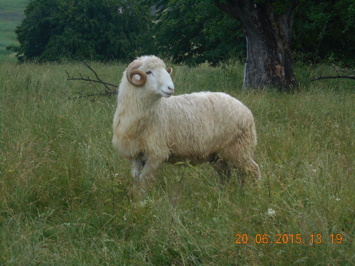 Picture 396 - Berbeci 2o14-2015