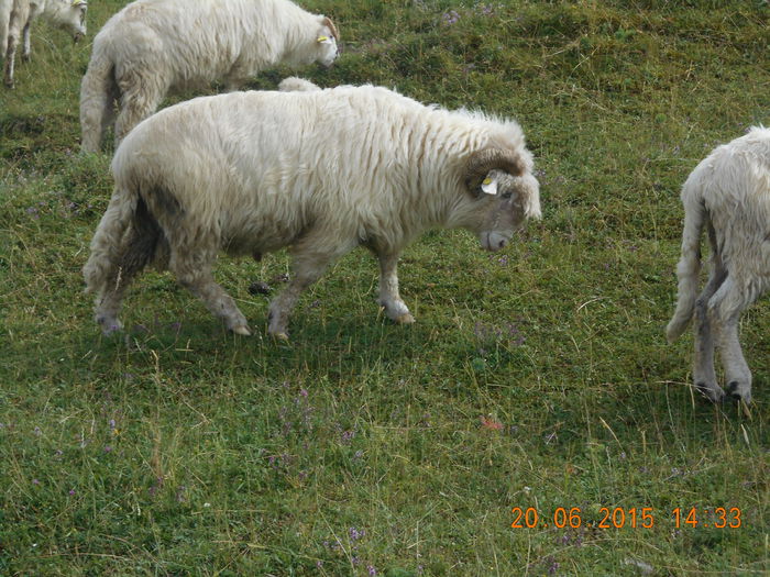 Picture 408 - Berbeci 2o14-2015