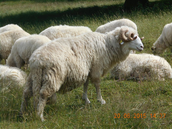 Picture 418 - Berbeci 2o14-2015