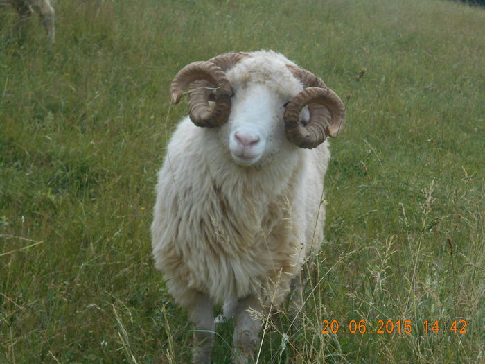 Picture 432 - Berbeci 2o14-2015