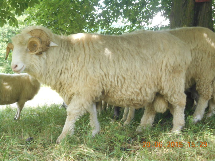 Picture 437 - Berbeci 2o14-2015