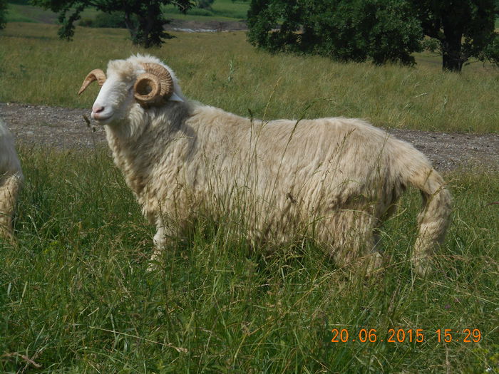 Picture 438 - Berbeci 2o14-2015