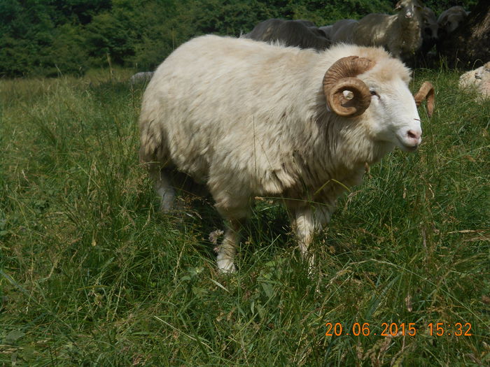 Picture 445 - Berbeci 2o14-2015