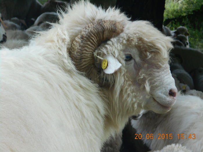 Picture 451 - Berbeci 2o14-2015