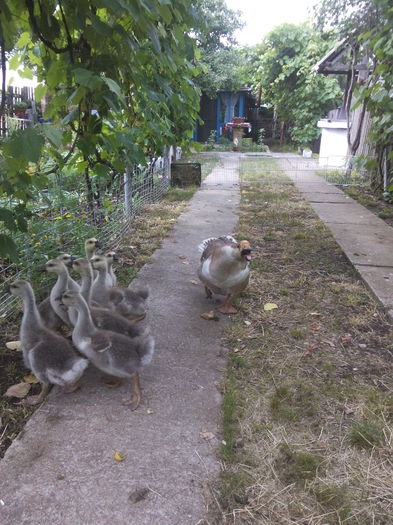 IMG_20150620_172551 - cuib de gasca si boboci 2015