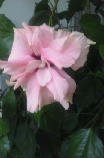 roz dublu - Hibiscusi