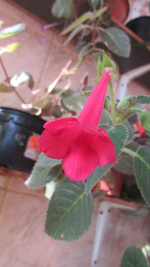 Prudence Risley - Siningii