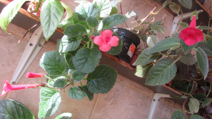 Red Raindrops si  Prudence Risley - Siningii