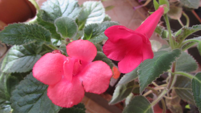 Red Raindrops si  Prudence Risle - Siningii