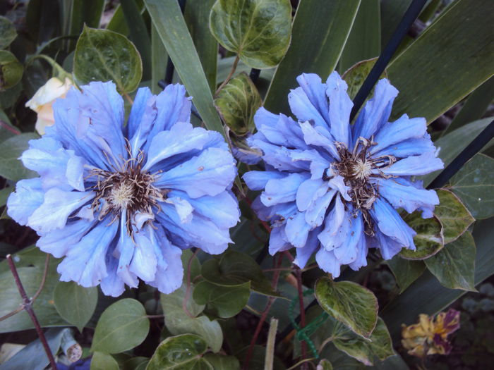 DSC09323 - 1 Clematite 2015