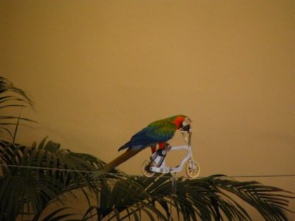 biciclist_la_zoo_190