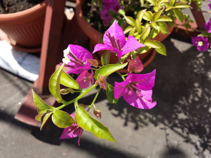 27 - Bougainvillea - 2015