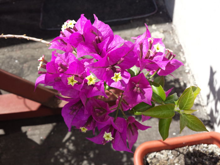 28 - Bougainvillea - 2015