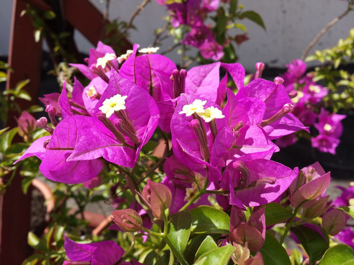 29 - Bougainvillea - 2015