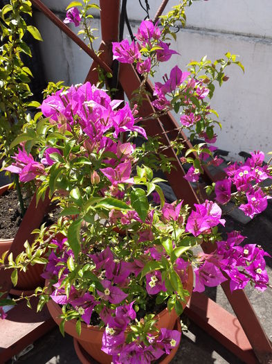 30 - Bougainvillea - 2015