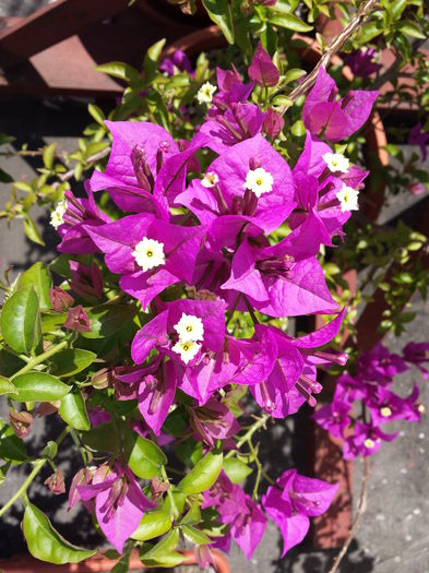 31 - Bougainvillea - 2015