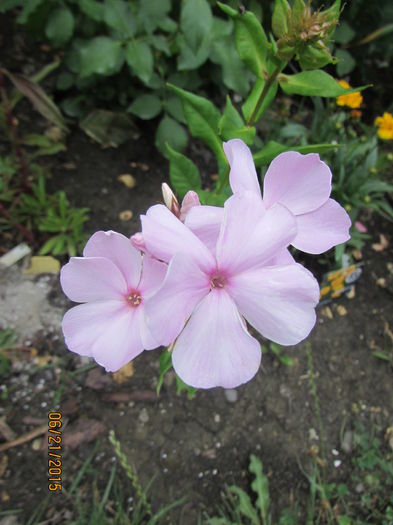 Phlox Pinky Hill