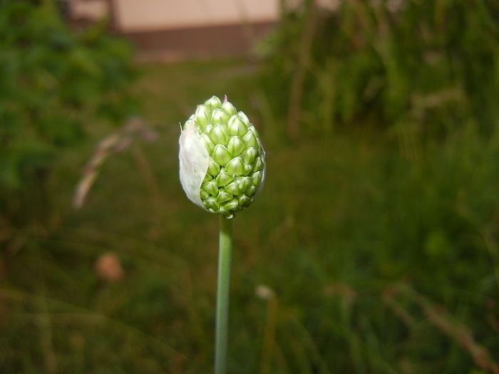 Allium sphaerocephalon (2015, June 11) - Allium sphaerocephalon