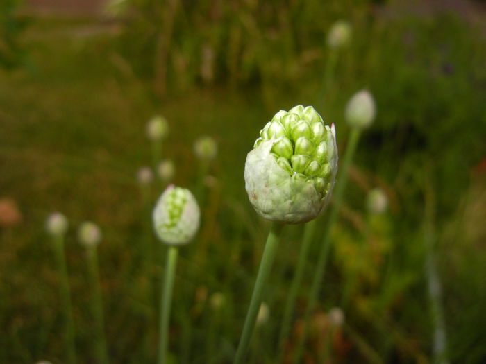 Allium sphaerocephalon (2015, June 11)