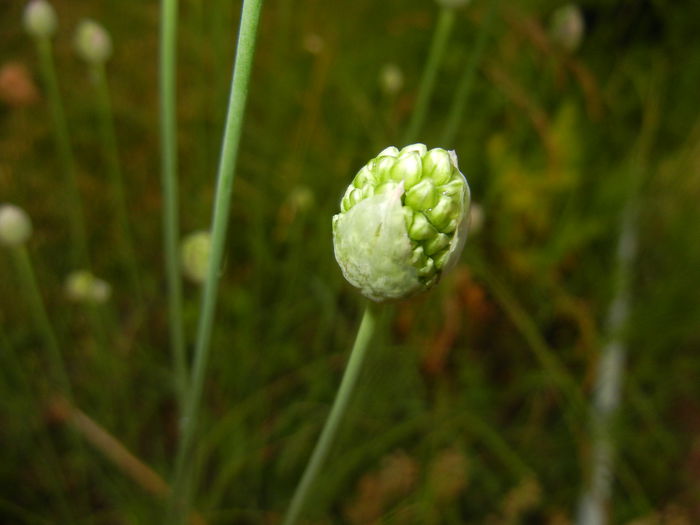 Allium sphaerocephalon (2015, June 11)