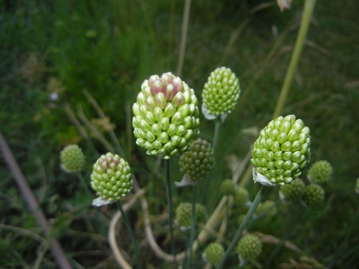 Allium sphaerocephalon (2015, June 17) - Allium sphaerocephalon