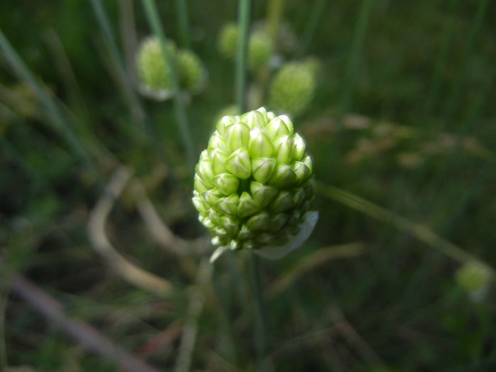 Allium sphaerocephalon (2015, June 17)