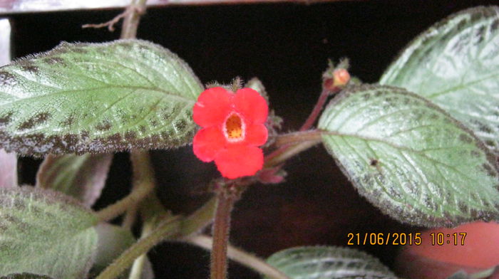 IMG_9466 - Episcia