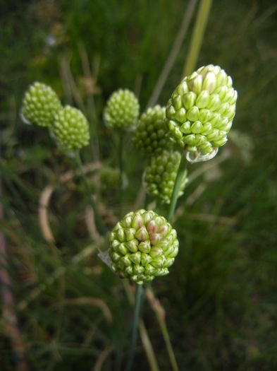 Allium sphaerocephalon (2015, June 17) - Allium sphaerocephalon