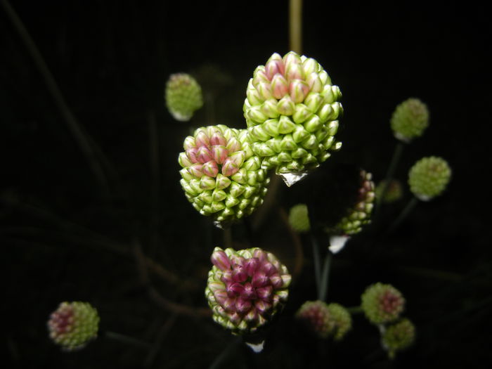 Allium sphaerocephalon (2015, June 19) - Allium sphaerocephalon