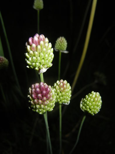 Allium sphaerocephalon (2015, June 19)
