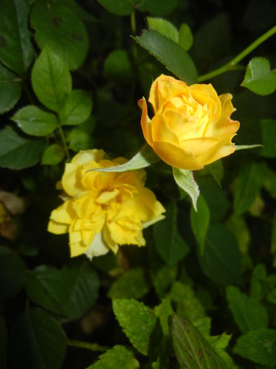 Yellow Miniature Rose (2015, June 15)