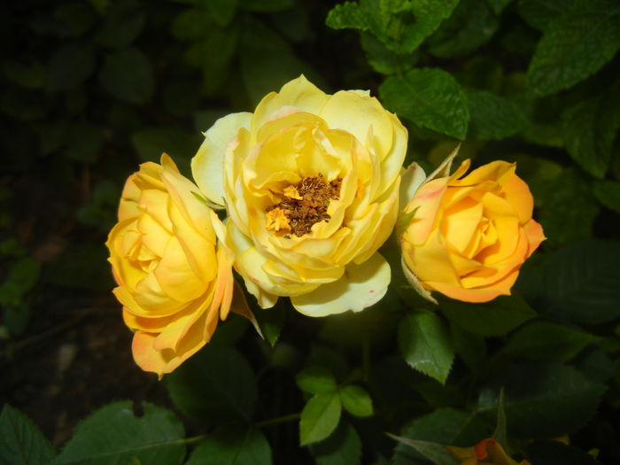 Yellow Miniature Rose (2015, June 15)