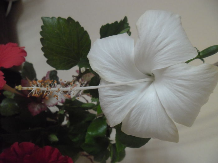 Dainty White - Hibiscusi 2015 1