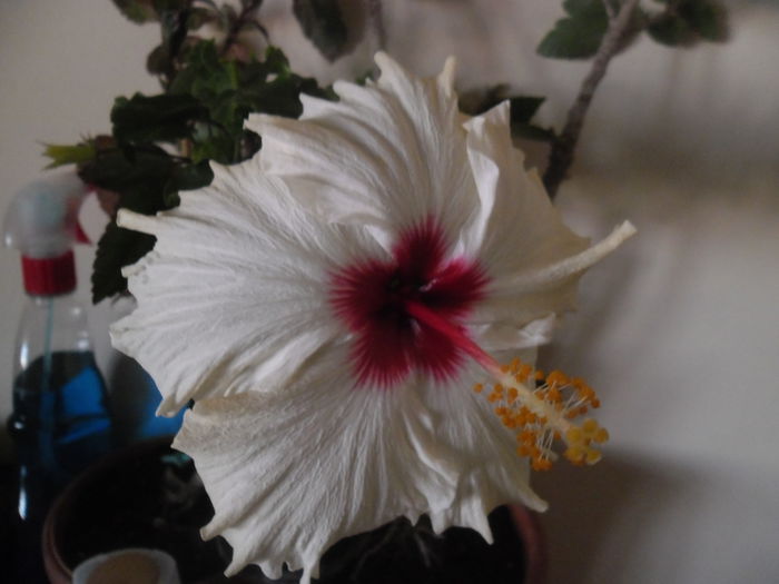 Boreas White - Hibiscusi 2015 1