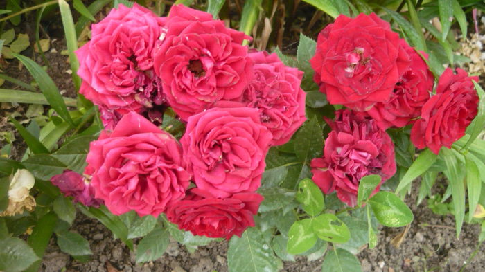 013 - Rose mini