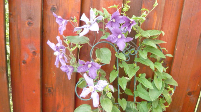 019 - clematite infloriri