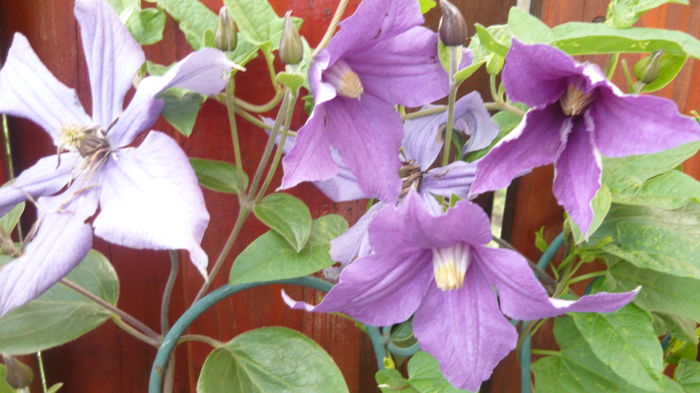 020 - clematite infloriri