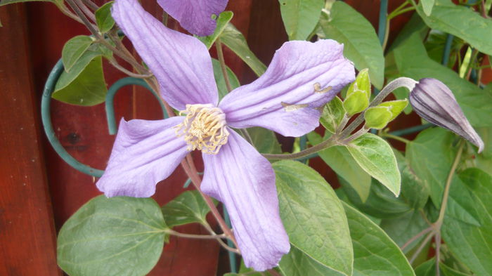 021 - clematite infloriri