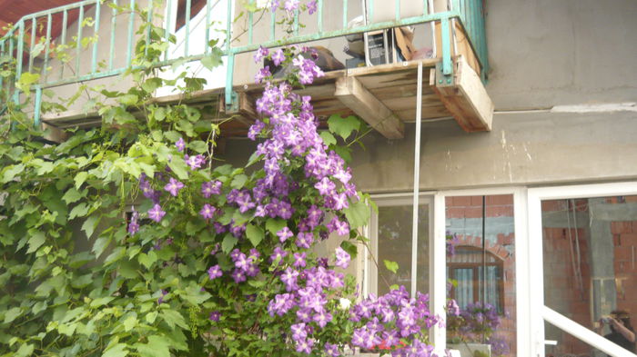 023 - clematite infloriri