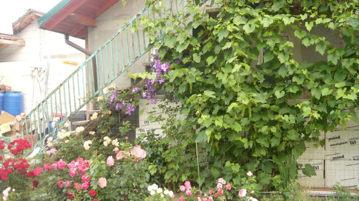 024 - clematite infloriri