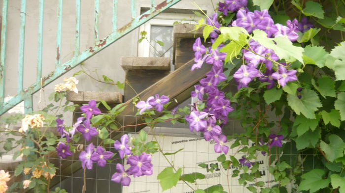 025 - clematite infloriri